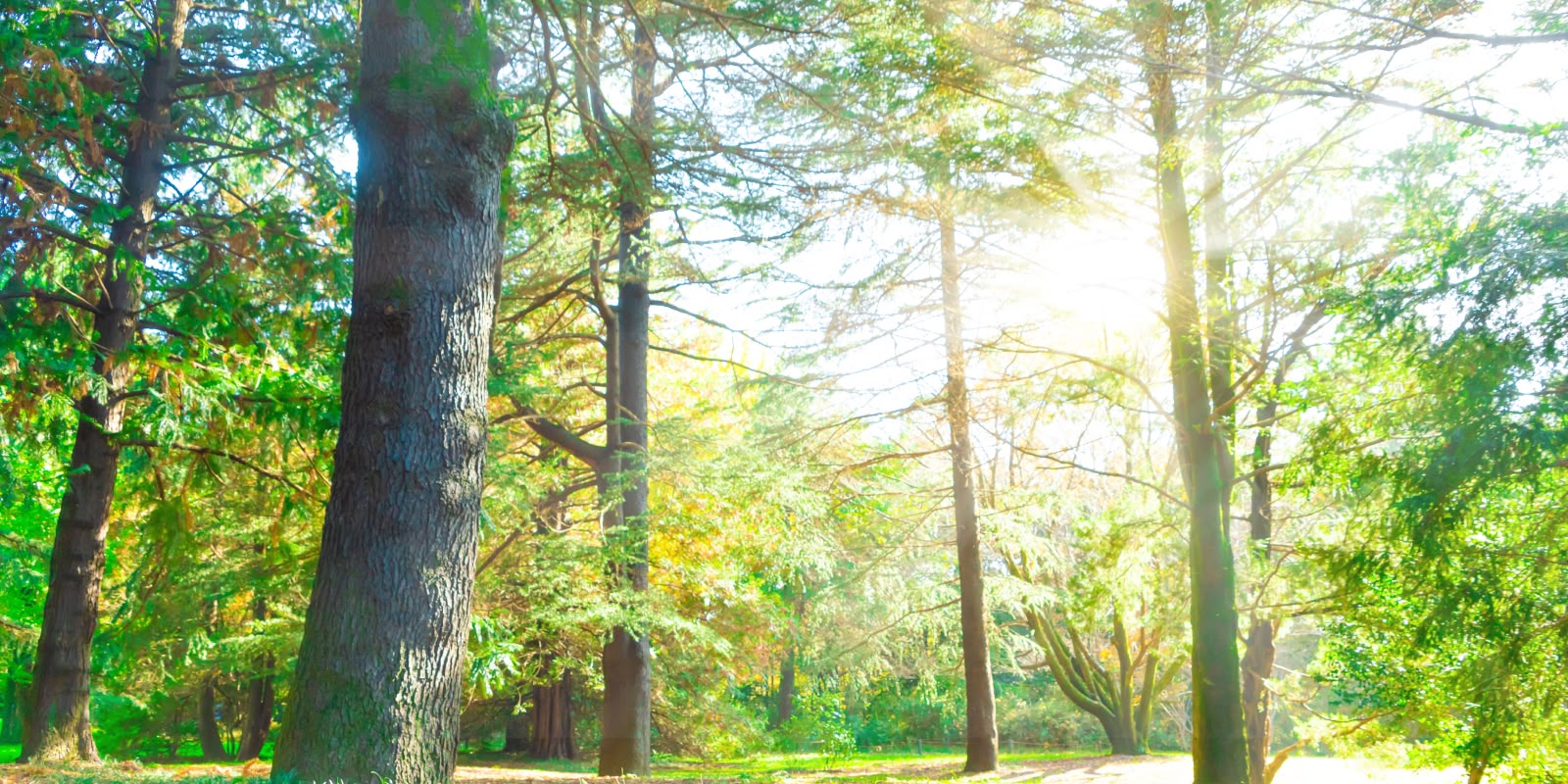 環境問題に対しての取組み